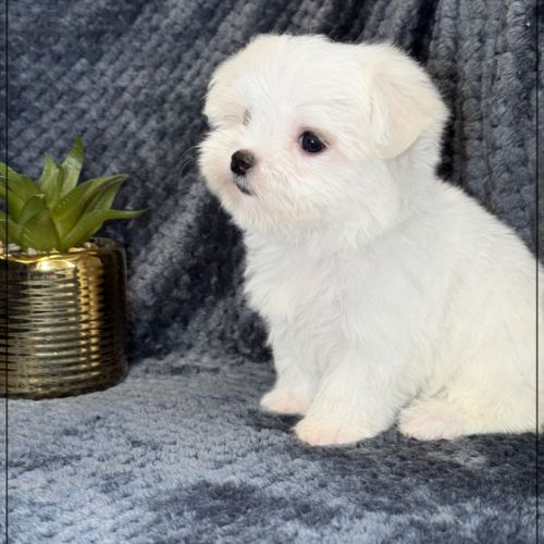 Suzette, femelle type bichon maltais nain #1