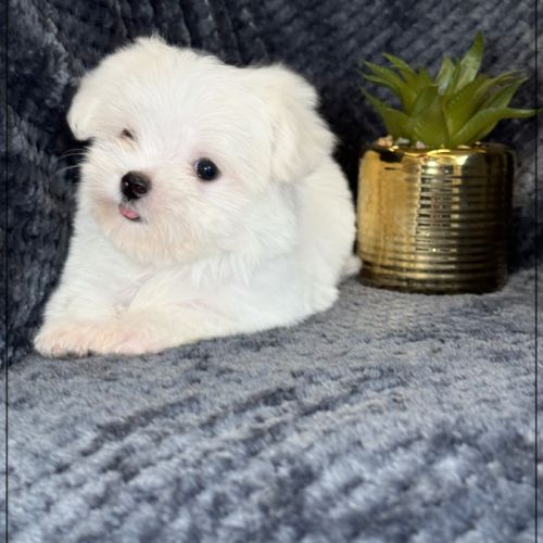 Suzette, femelle type bichon maltais nain #0