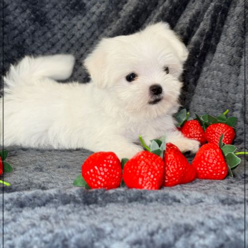 Suzette, femelle type bichon maltais nain #3