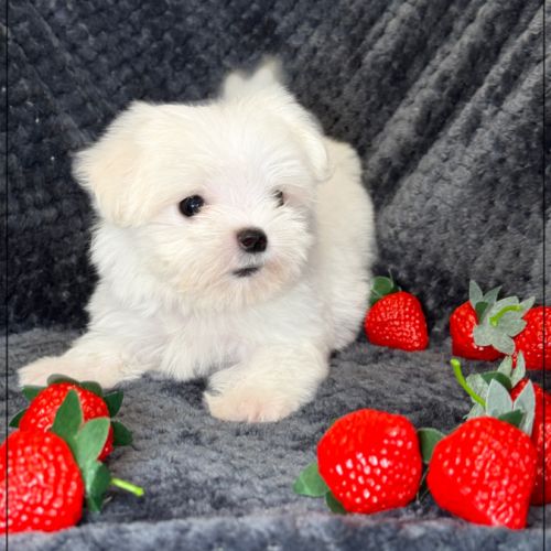 Suzette, femelle type bichon maltais nain #4