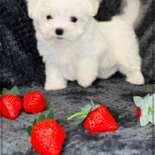Suzette, femelle type bichon maltais nain #5