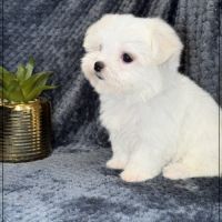 Suzette, femelle type bichon maltais nain #1