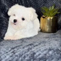 Suzette, femelle type bichon maltais nain