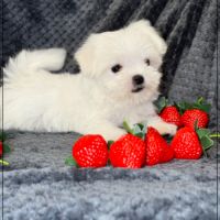 Suzette, femelle type bichon maltais nain #3