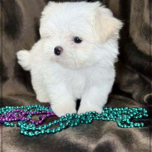 Sally ,superbe femelle type bichon maltais nain #2