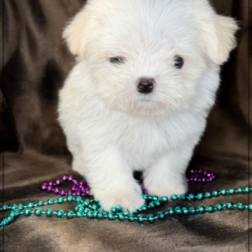 Sally ,superbe femelle type bichon maltais nain #3