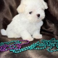 Sally ,superbe femelle type bichon maltais nain #1