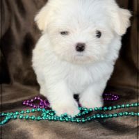 Sally ,superbe femelle type bichon maltais nain #3