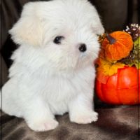 Sally ,superbe femelle type bichon maltais nain
