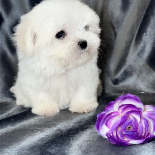 Lilou, femelle type bichon maltais nain #0