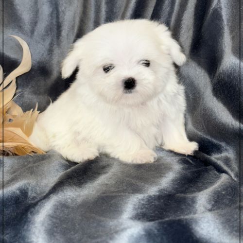 Lilou, femelle type bichon maltais nain #3