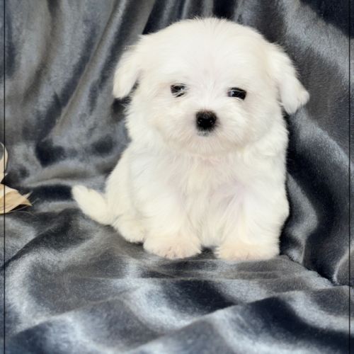 Lilou, femelle type bichon maltais nain #4