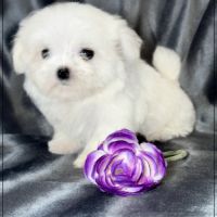 Lilou, femelle type bichon maltais nain #1