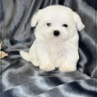 Lilou, femelle type bichon maltais nain #4