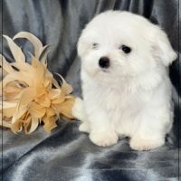 Lilou, femelle type bichon maltais nain #5