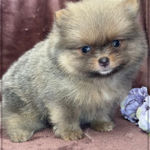 Elya femelle type spitz nain poméranien #1