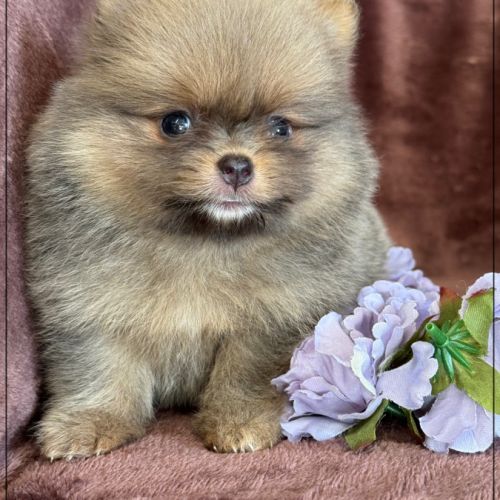 Elya femelle type spitz nain poméranien #3