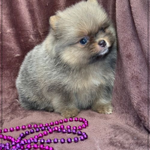 Elya femelle type spitz nain poméranien #5