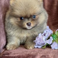 Elya femelle type spitz nain poméranien #2