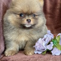 Elya femelle type spitz nain poméranien #3