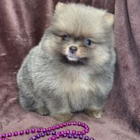 Elya femelle type spitz nain poméranien