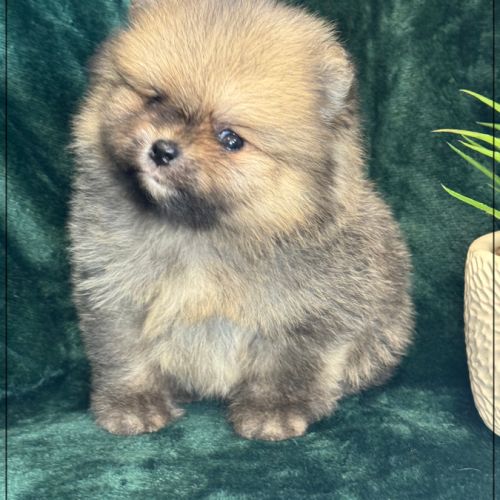 Augustin, mâle type spitz nain poméranien #0