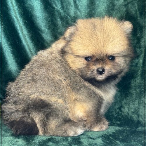 Augustin, mâle type spitz nain poméranien #2