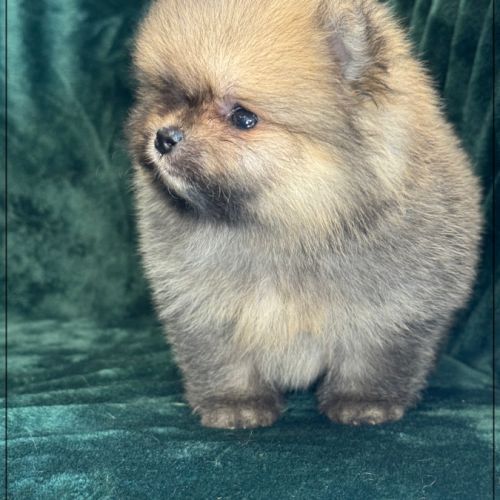 Augustin, mâle type spitz nain poméranien #4