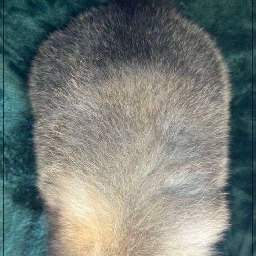 Augustin, mâle type spitz nain poméranien #5