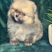 Augustin, mâle type spitz nain poméranien