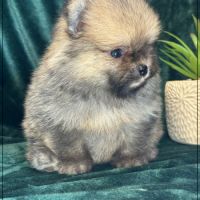 Augustin, mâle type spitz nain poméranien #3