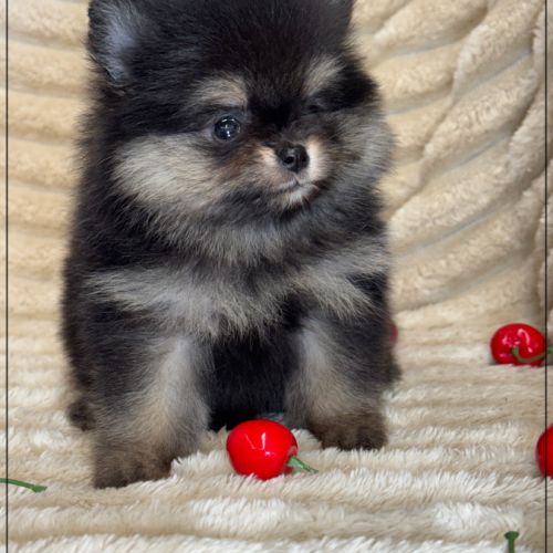 Betty, femelle spitz nain poméranien lof #2