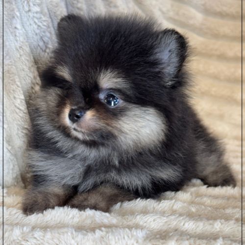 Betty, femelle spitz nain poméranien lof #3