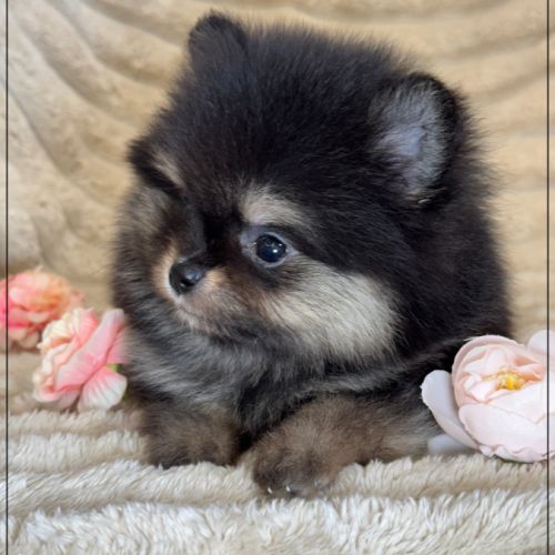 Betty, femelle spitz nain poméranien lof #4