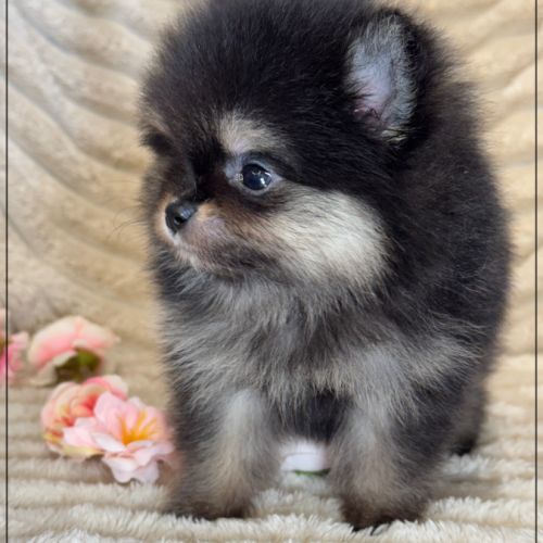 Betty, femelle spitz nain poméranien lof #5