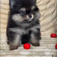 Betty, femelle spitz nain poméranien lof #2