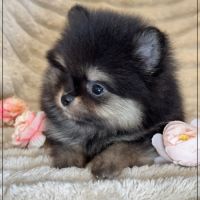 Betty, femelle spitz nain poméranien lof #4