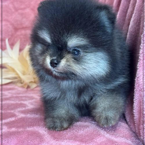 Bella, ,femelle spitz nain poméranien ,lof #1