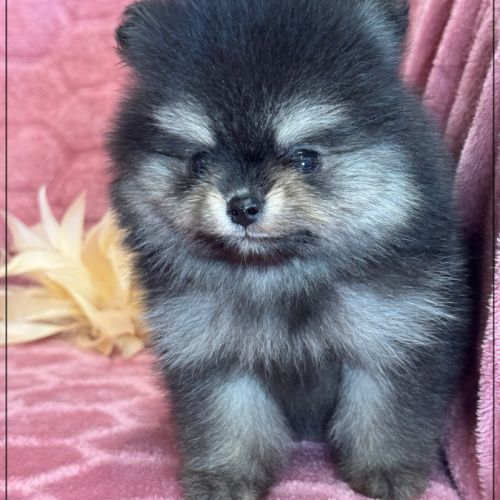 Bella, ,femelle spitz nain poméranien ,lof #0