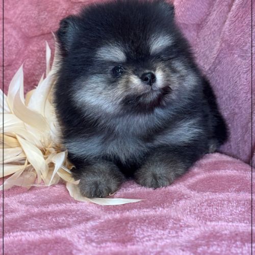 Bella, ,femelle spitz nain poméranien ,lof #4