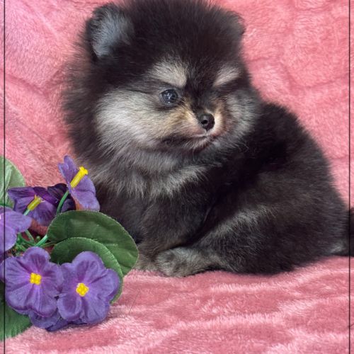 Bella, ,femelle spitz nain poméranien ,lof #5