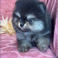 Bella, ,femelle spitz nain poméranien ,lof #1