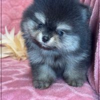 Bella, ,femelle spitz nain poméranien ,lof #2