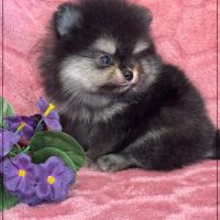 Bella, ,femelle spitz nain poméranien ,lof #5