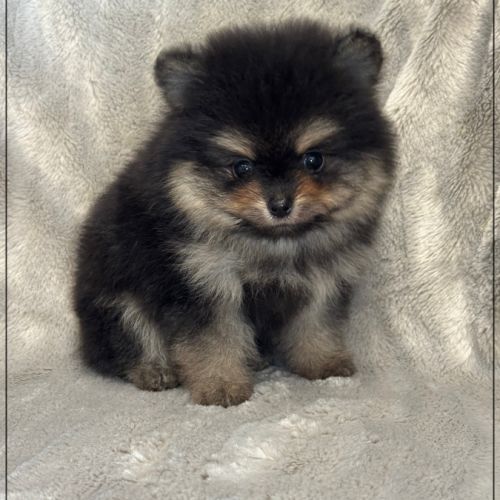 Blaise, mâle spitz nain poméranien ,lof #1