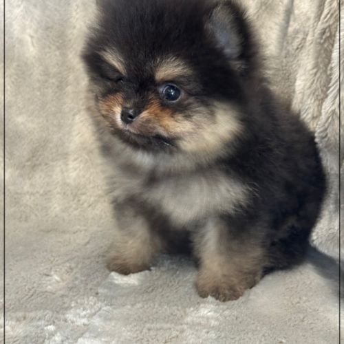 Blaise, mâle spitz nain poméranien ,lof #2