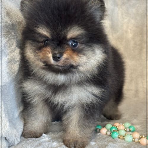 Blaise, mâle spitz nain poméranien ,lof #0