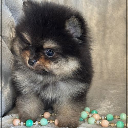 Blaise, mâle spitz nain poméranien ,lof #4