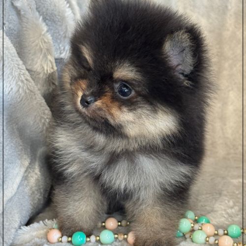 Blaise, mâle spitz nain poméranien ,lof #5