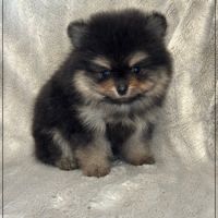 Blaise, mâle spitz nain poméranien ,lof #1